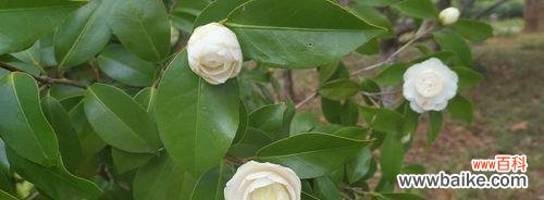 探寻白色山茶花的含义与象征 白色山茶花花语