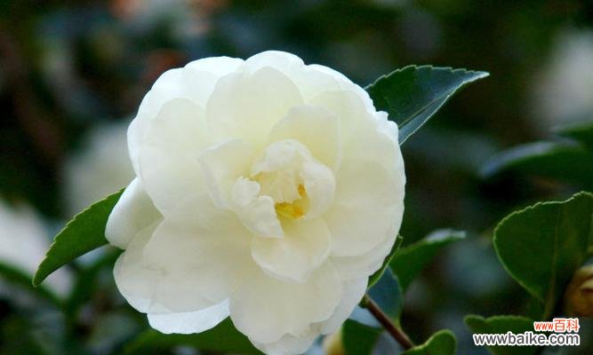 探寻白色山茶花的含义与象征 白色山茶花花语