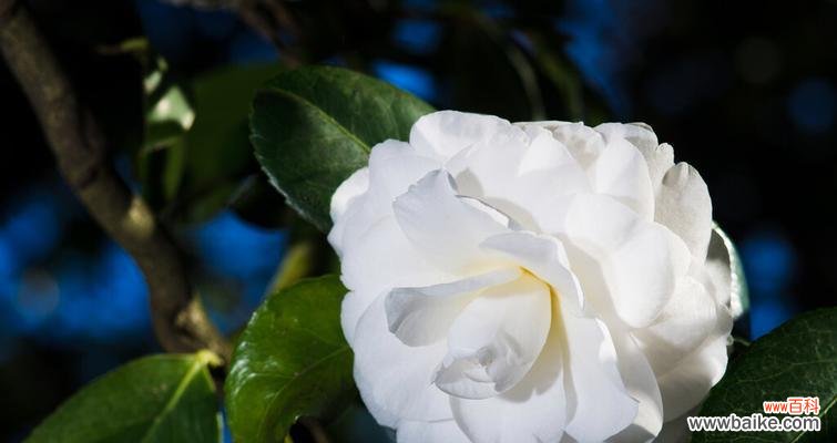 白色山茶花 白色山茶花的花语与代表意义——纯洁与希望