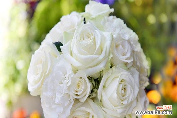 白色玫瑰花语的意义及象征 白色玫瑰的花语