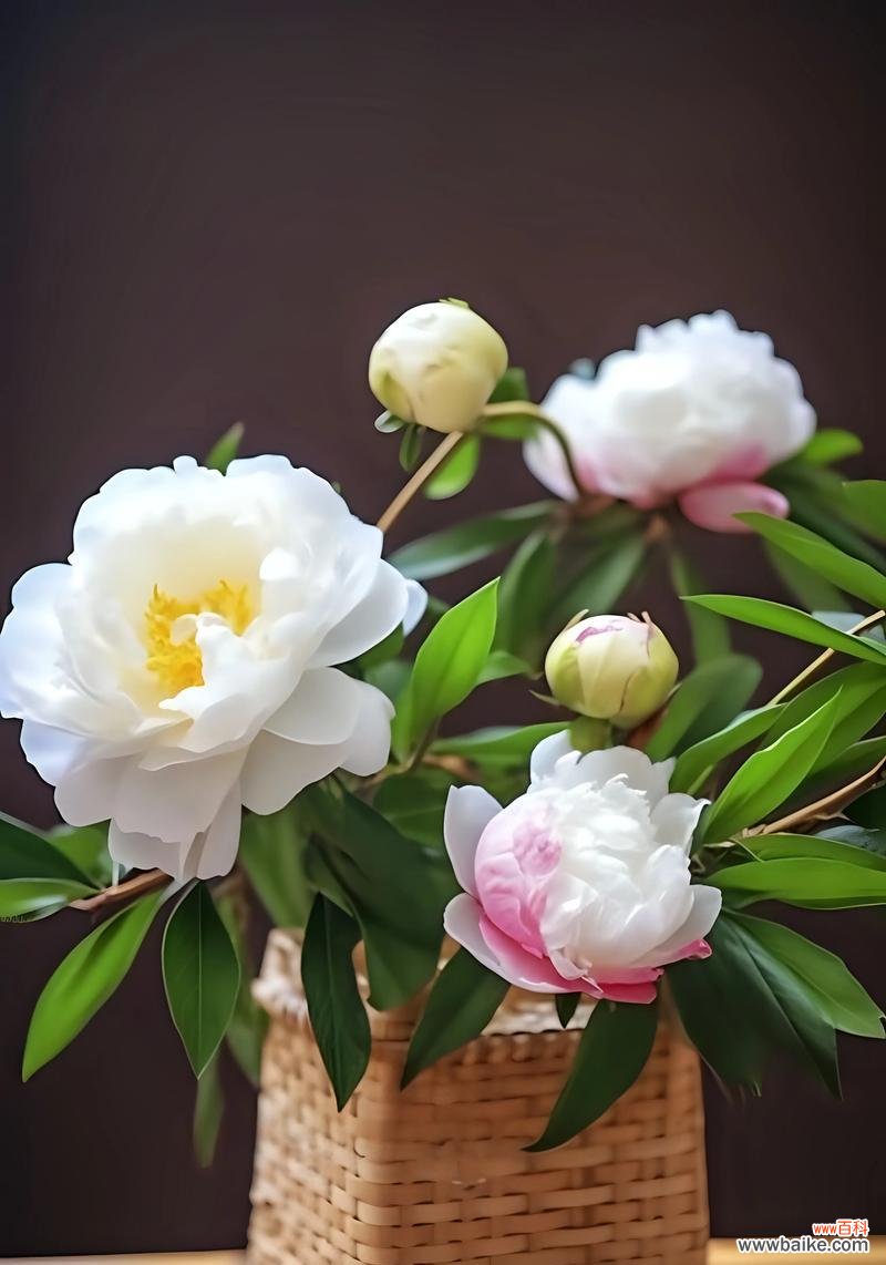 探索芍药花的纯洁与庄重 白色芍药花的花语与美丽寓意