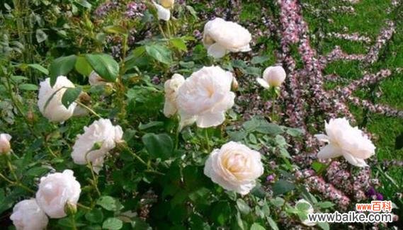 探秘白色月季花的寓意与传承之美 白色月季花的象征意义及美丽传承