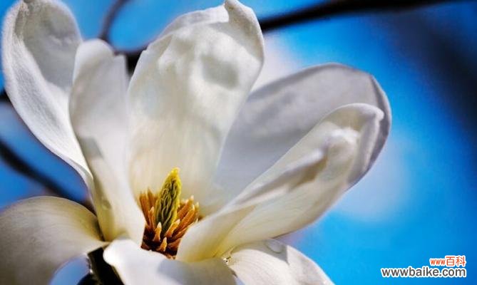 纯洁与高贵的白玉兰 白玉兰的寓意和象征风水