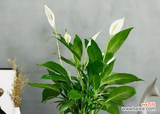 招财进宝 白掌寓意和象征风水之探秘