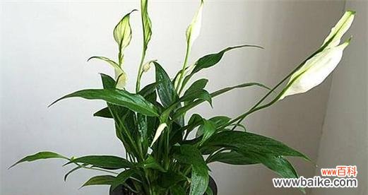 招财进宝 白掌寓意和象征风水之探秘