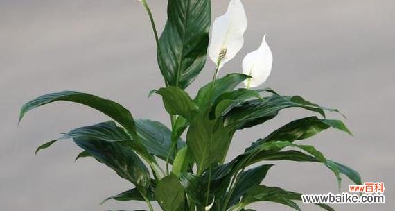 以白掌花为载体 白掌花语