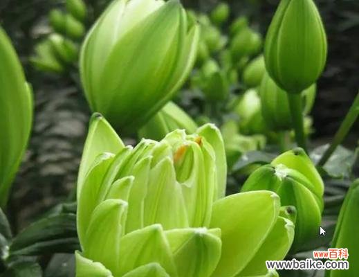 解读百合花的深层含义 百合的花语和寓意