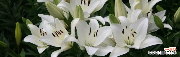 百合花语的多重寓意和美丽传承 百合花语的含义及象征