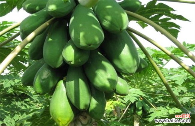 木瓜和番木瓜有什么区别