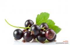 黑醋栗的功效与作用