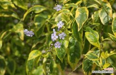 花叶假连翘什么样的好看？花叶假连翘图片赏析