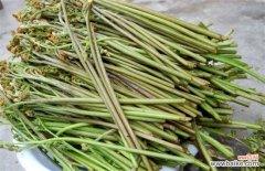 蕨菜和薇菜的区别