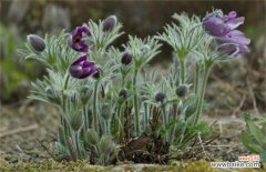 白头翁长什么样？不同品种白头翁图片