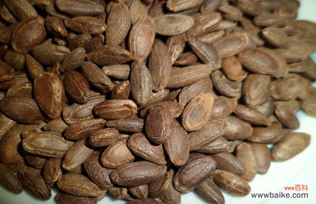 瓜蒌子的功效与作用