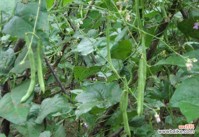 四季豆长什么样？四季豆图片