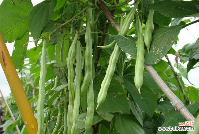 四季豆长什么样？四季豆图片