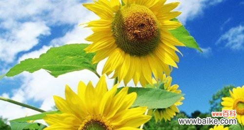 向阳花的花语是什么意思？如何表达对亲人的爱？