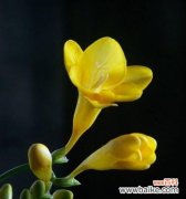 小苍兰花语象征与寓意是什么？如何正确理解小苍兰的花语？