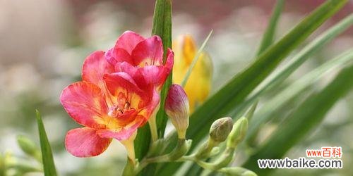 小苍兰花语象征与寓意是什么？如何正确理解小苍兰的花语？