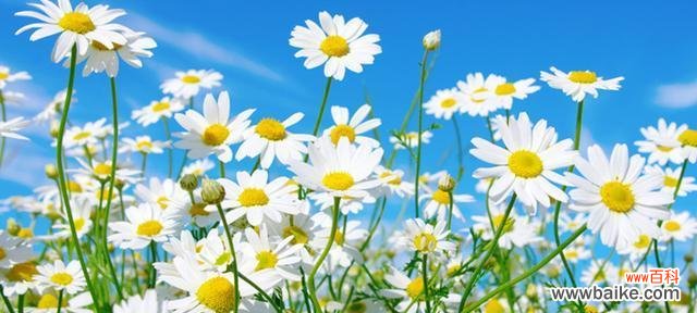 小雏菊的花语含义是什么？如何表达爱意？