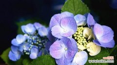 绣球花的象征意义是什么？它代表了哪些含义？