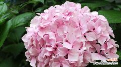 绣球花的花语寓意是什么？如何正确解读绣球花的含义？