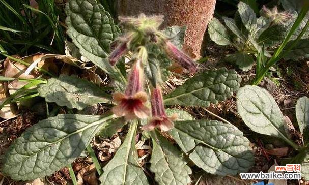 玄参科植物有哪些共性特征？如何识别玄参科的代表植物？