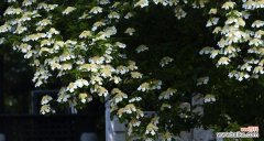 扬州市花琼花象征什么？琼花寓意有哪些？