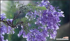 探寻蓝花楹花语的含义与价值 蓝花楹的花语