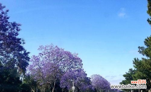 探寻蓝花楹花语的含义与价值 蓝花楹的花语