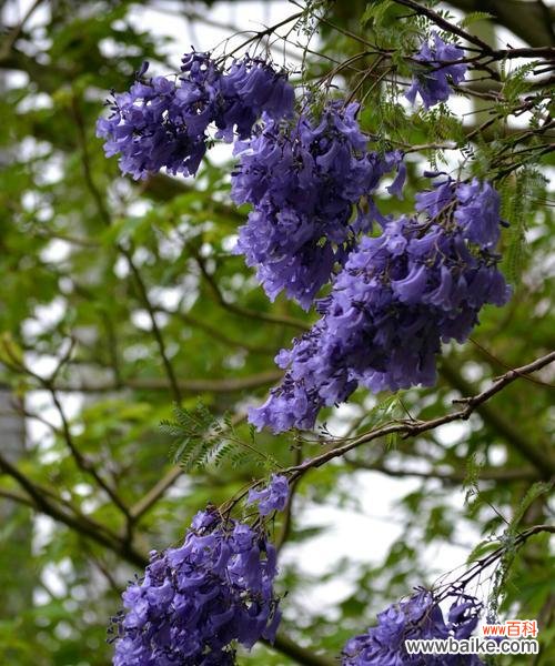 探寻蓝花楹花语的含义与价值 蓝花楹的花语
