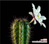 探寻仙人掌花的奥秘 仙人掌花语的含义