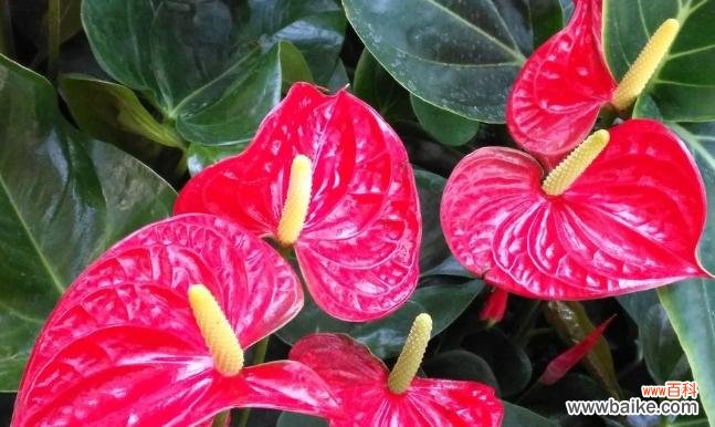 传达美好祝福的代表之花 火鹤花的花语