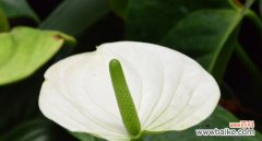 传达美好祝福的代表之花 火鹤花的花语