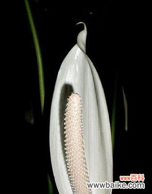 传达美好祝福的代表之花 火鹤花的花语