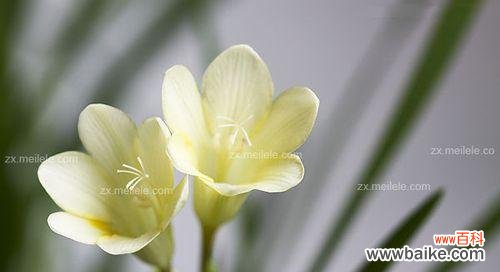 探究这朵花所代表的意义，告诉你它们的真正含义 解读香雪兰的花语