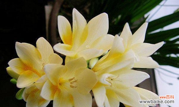 探究这朵花所代表的意义，告诉你它们的真正含义 解读香雪兰的花语