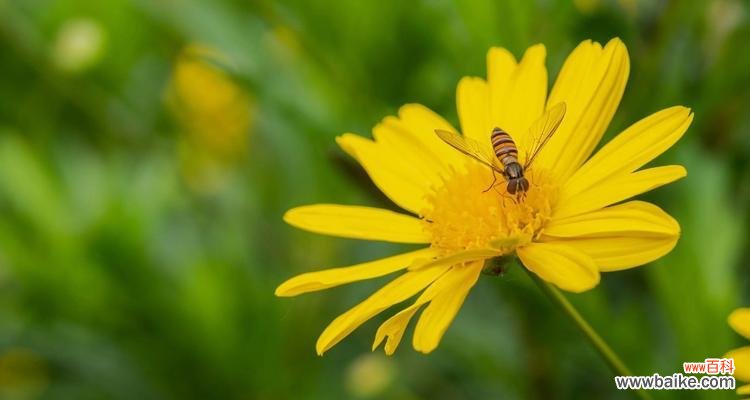 探寻黄金菊背后的涵义与文化 黄金菊的花语