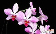 了解这种美丽的花语，让你更懂爱情 条点蝴蝶兰的花语