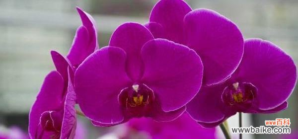 了解这种美丽的花语，让你更懂爱情 条点蝴蝶兰的花语