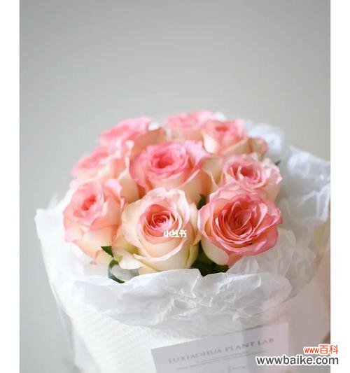 寓意深刻的花语象征爱情和感恩之情 爱莎玫瑰