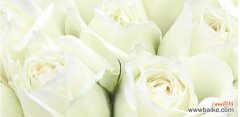 揭秘白玫瑰花语的深层含义 白玫瑰的枯萎花语