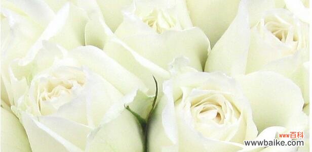 揭秘白玫瑰花语的深层含义 白玫瑰的枯萎花语