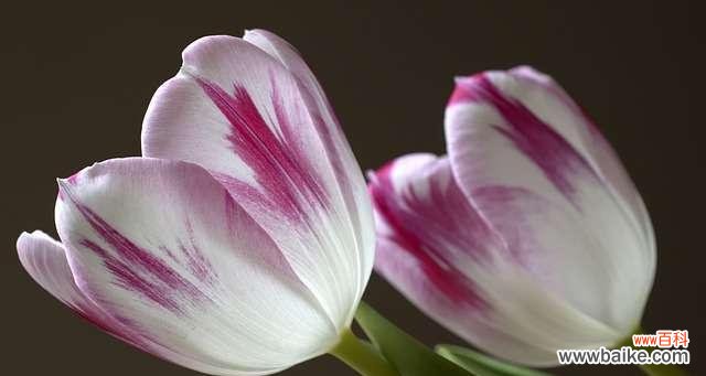 探寻白色郁金香的美丽与意义 白色郁金香花语