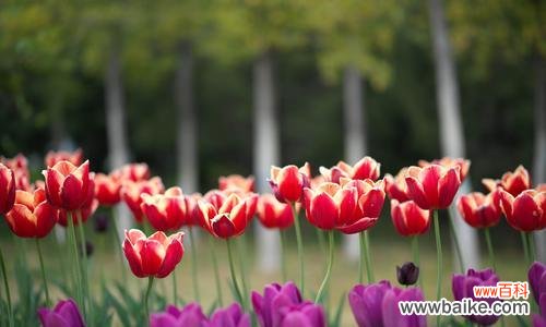 探寻白色郁金香的美丽与意义 白色郁金香花语