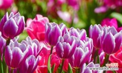 探寻白色郁金香的美丽与意义 白色郁金香花语