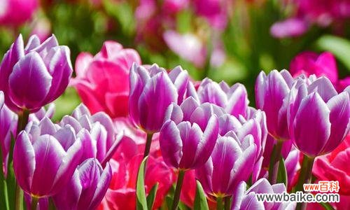 探寻白色郁金香的美丽与意义 白色郁金香花语