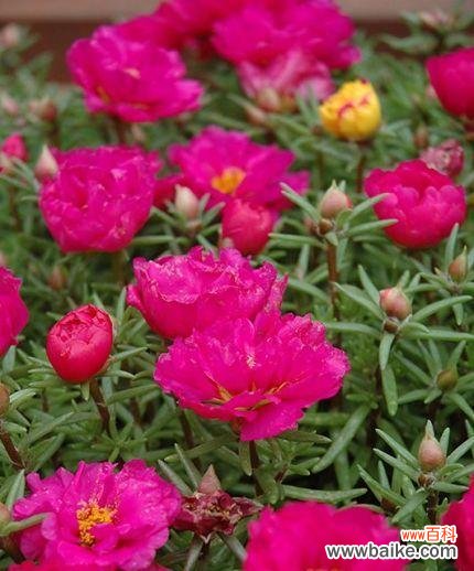 探究太阳花在文化中的特殊意义 太阳花的花语与意义