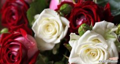 白玫瑰红玫瑰的区别与含义 玫瑰花的花语与代表意义