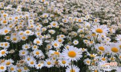 探寻小邹菊花所代表的寓意 小邹菊花语的传说